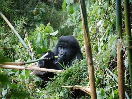 Glimpse of Gorillas Adventure